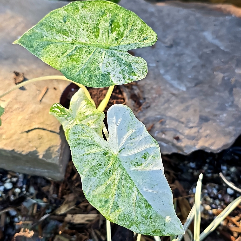 Alocasia Odora Batik